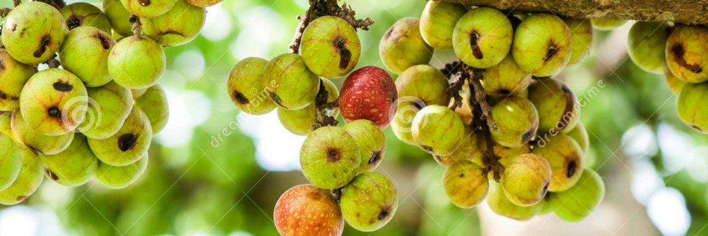 Sỏi Mật Trái Sung