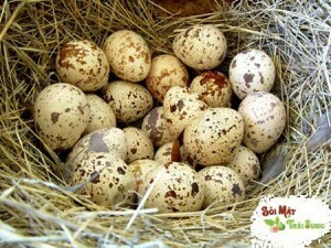 lợi ích không ngờ của trứng chim cút