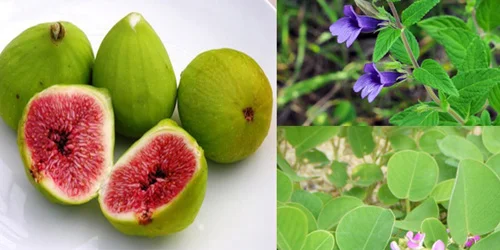Sỏi Mật Trái Sung