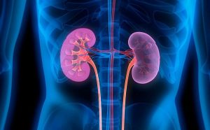 Ngăn ngừa nhiễm trùng thận bằng các nguyên liệu tự nhiên.