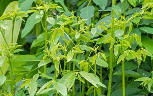 cách chữa sỏi thận bằng rau ngót, tác dụng chữa bệnh của rau ngót