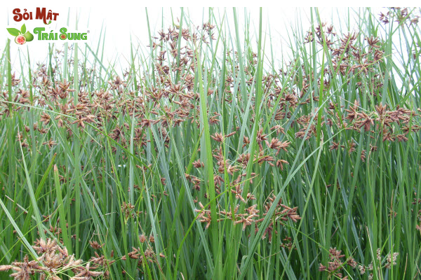 Sỏi Mật Trái Sung