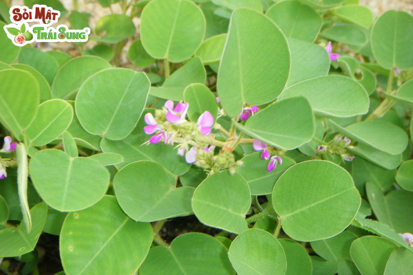 Sỏi Mật Trái Sung