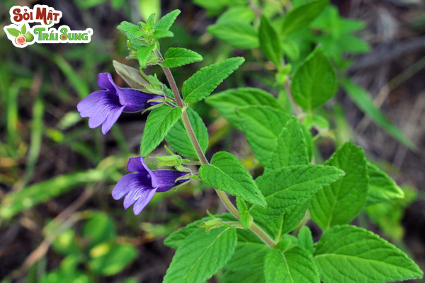 Sỏi Mật Trái Sung