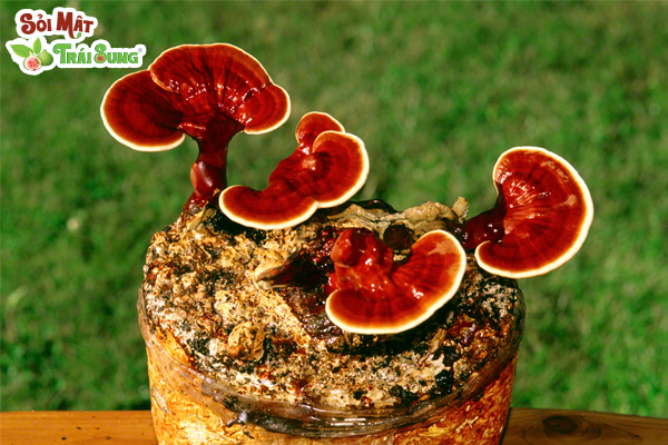 Sỏi Mật Trái Sung