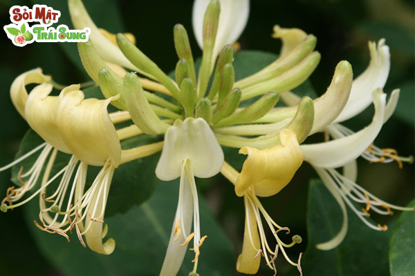 Sỏi Mật Trái Sung