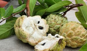 chữa bệnh bằng quả na