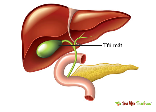 Sỏi Mật Trái Sung