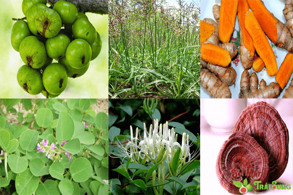 Sỏi Mật Trái Sung