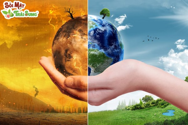 Sỏi Mật Trái Sung