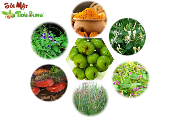 Sỏi Mật Trái Sung