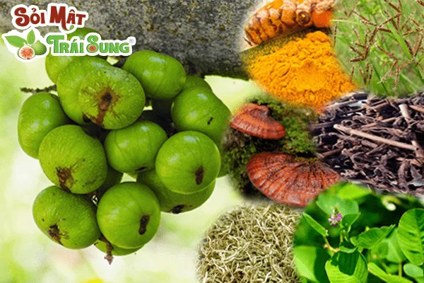Sỏi Mật Trái Sung