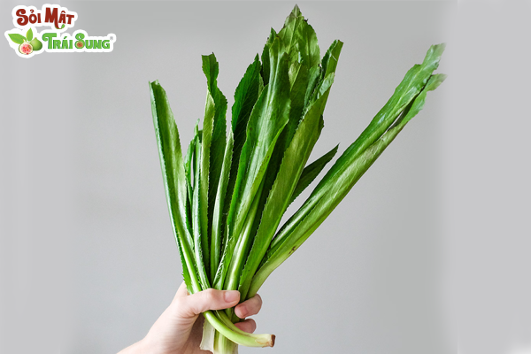 Sỏi Mật Trái Sung