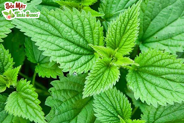 Sỏi Mật Trái Sung