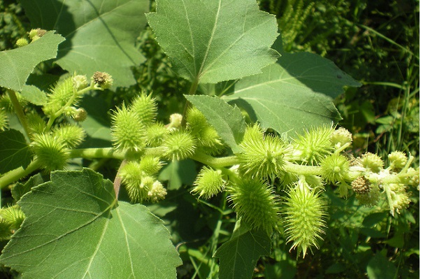 Sỏi Mật Trái Sung