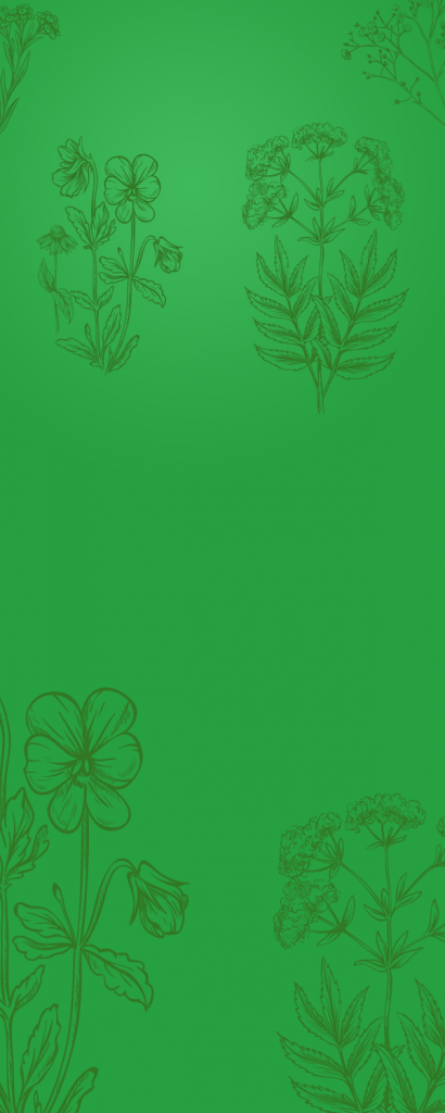 Sỏi Mật Trái Sung