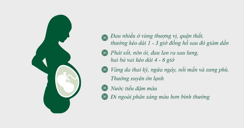 Sỏi Mật Trái Sung