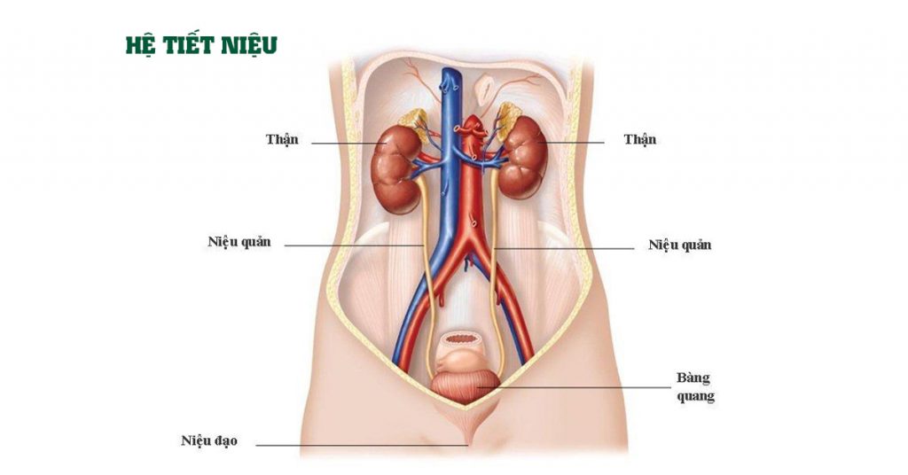 Sỏi Mật Trái Sung
