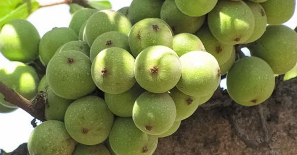 Sỏi Mật Trái Sung