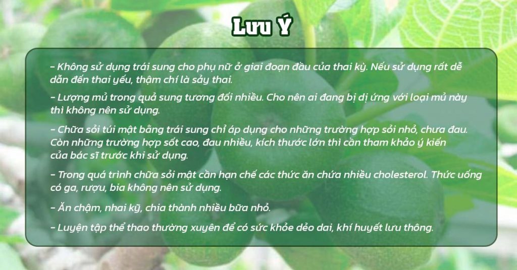 Sỏi Mật Trái Sung
