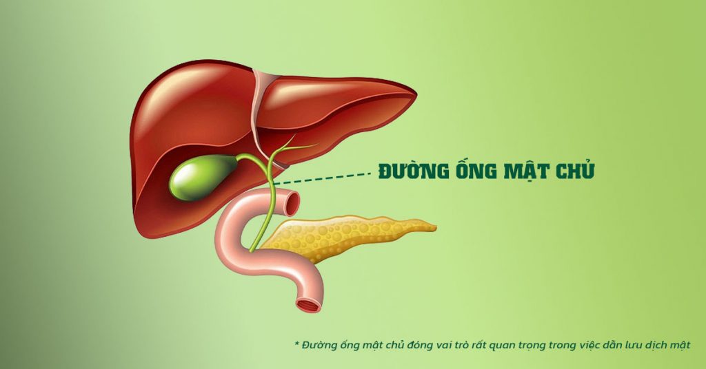 Sỏi Mật Trái Sung