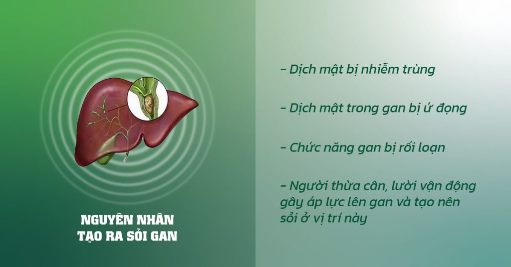 Sỏi Mật Trái Sung