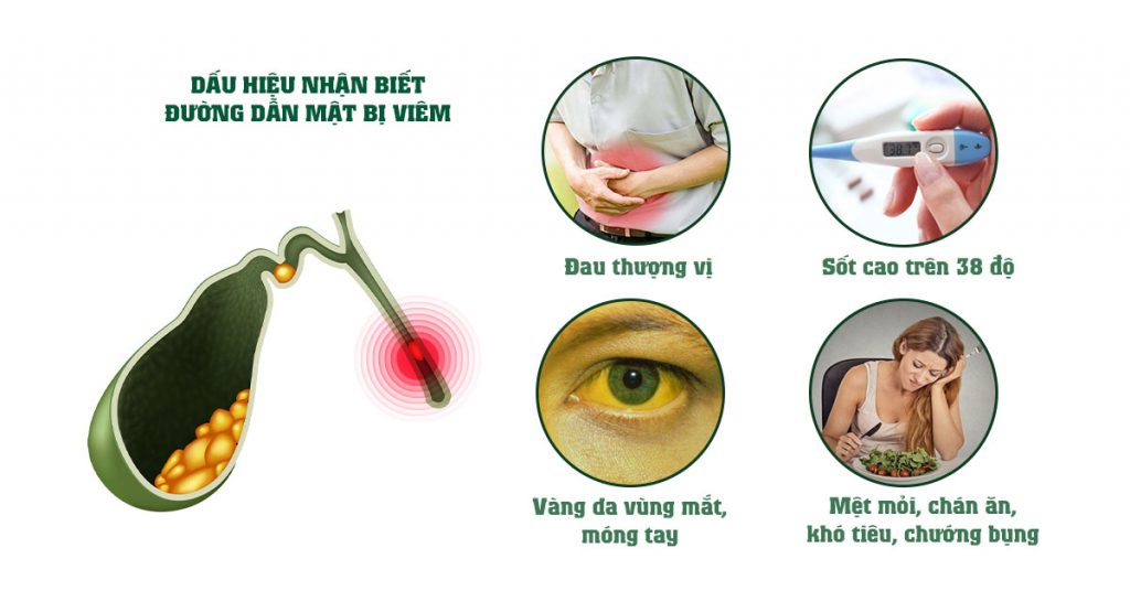Sỏi Mật Trái Sung