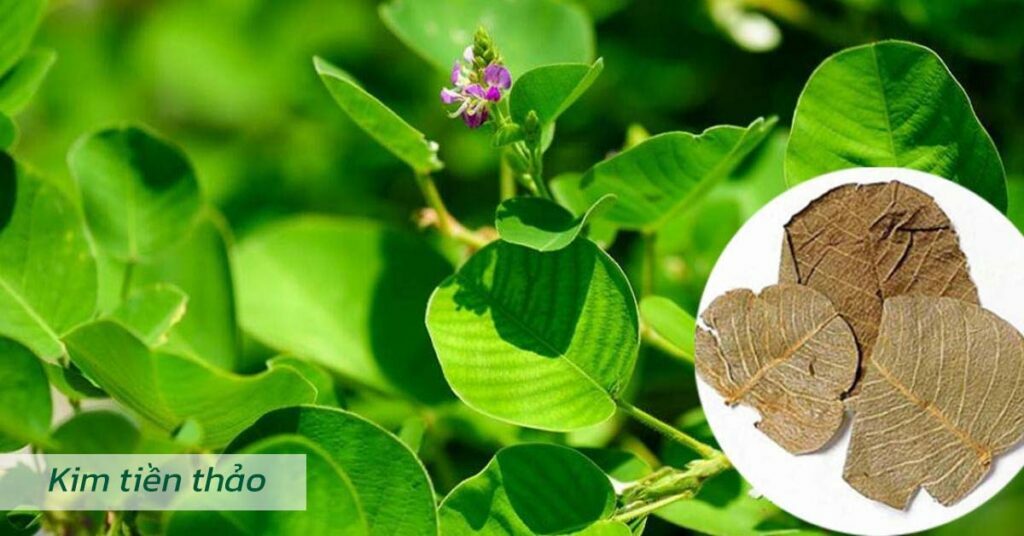 Sỏi Mật Trái Sung