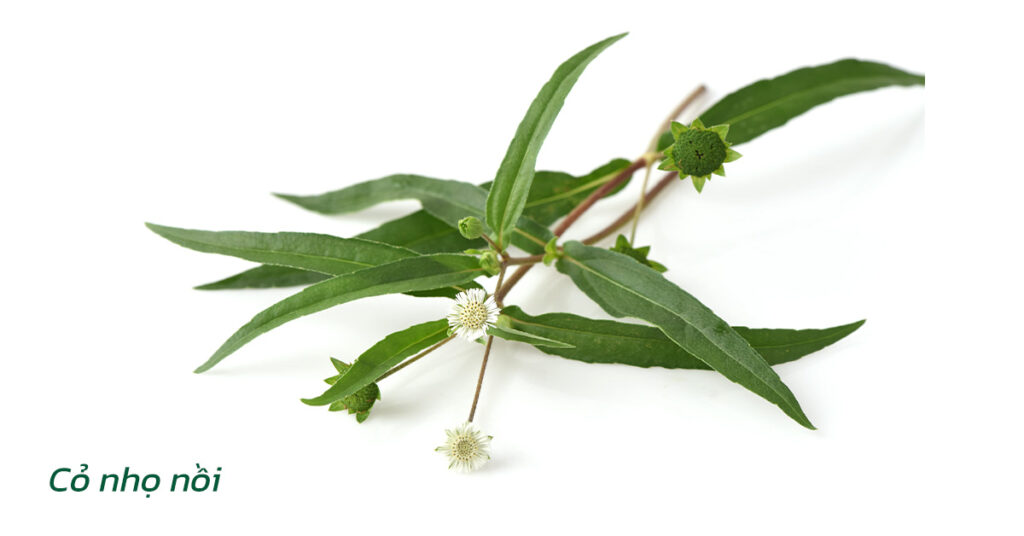Sỏi Mật Trái Sung