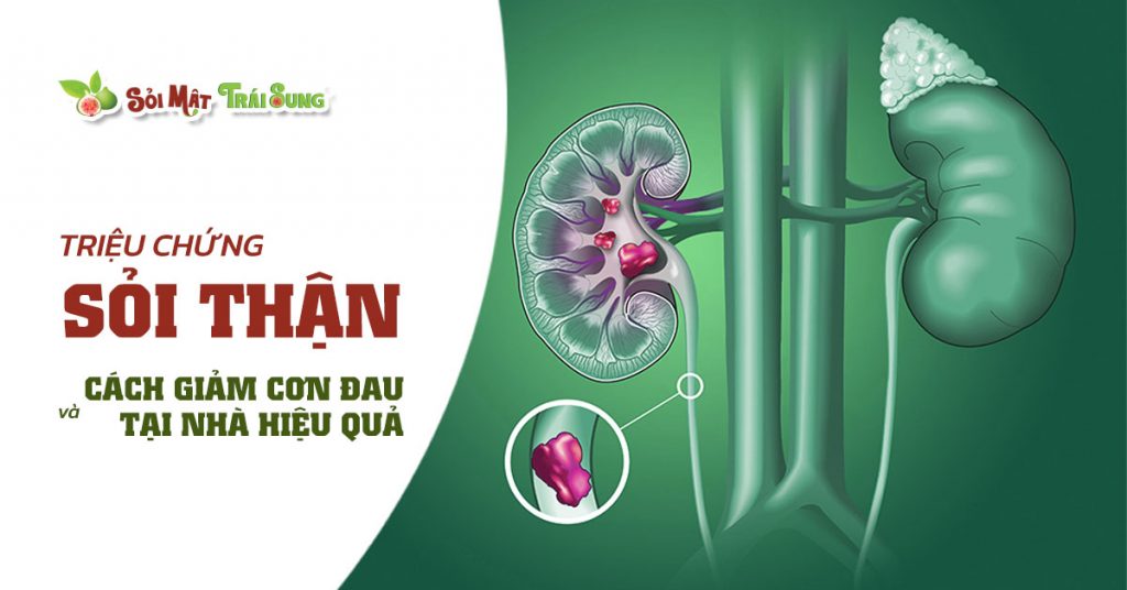 Sỏi Mật Trái Sung