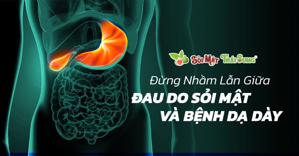 Sỏi Mật Trái Sung