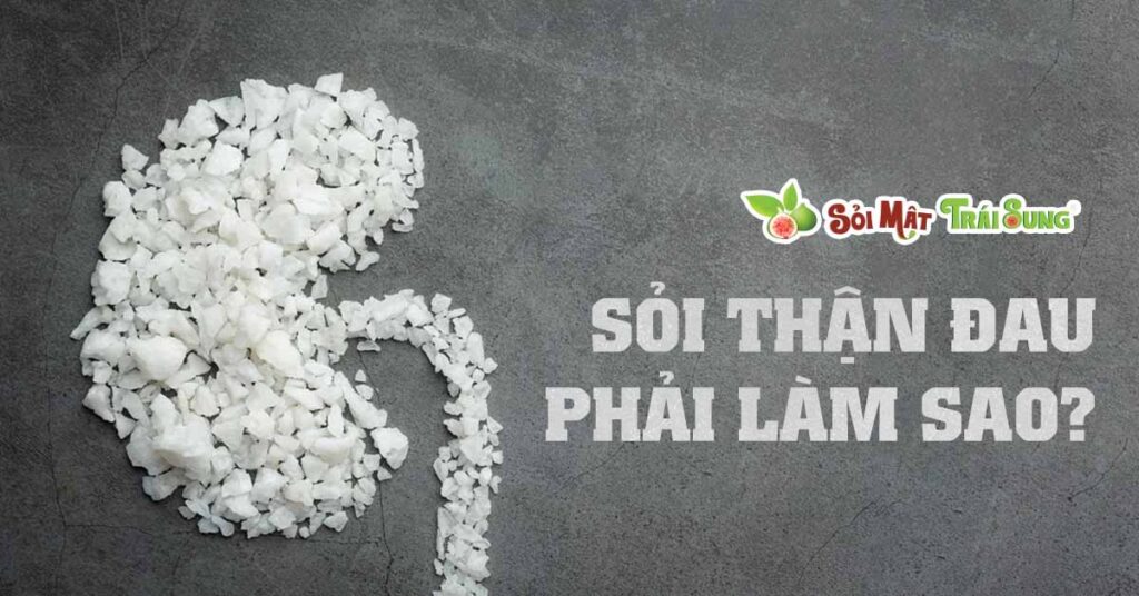 Sỏi Mật Trái Sung