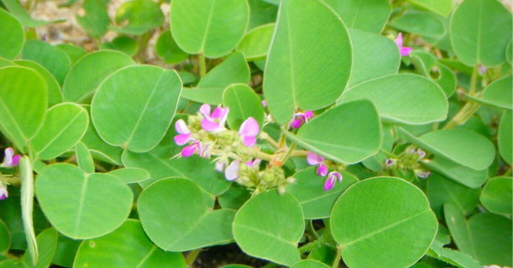 Sỏi Mật Trái Sung