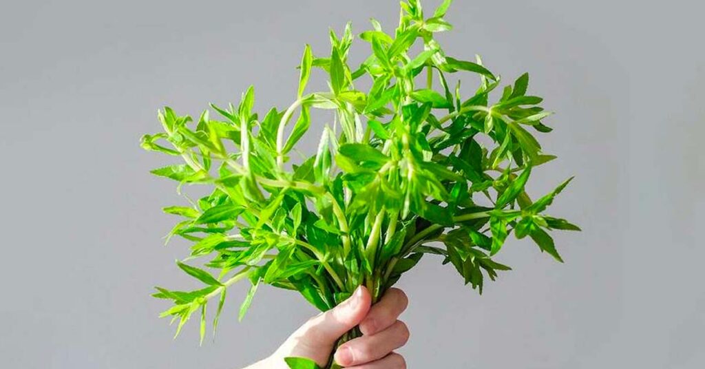 Sỏi Mật Trái Sung