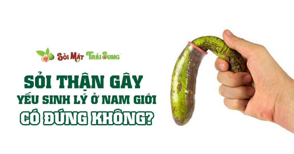 Sỏi Mật Trái Sung