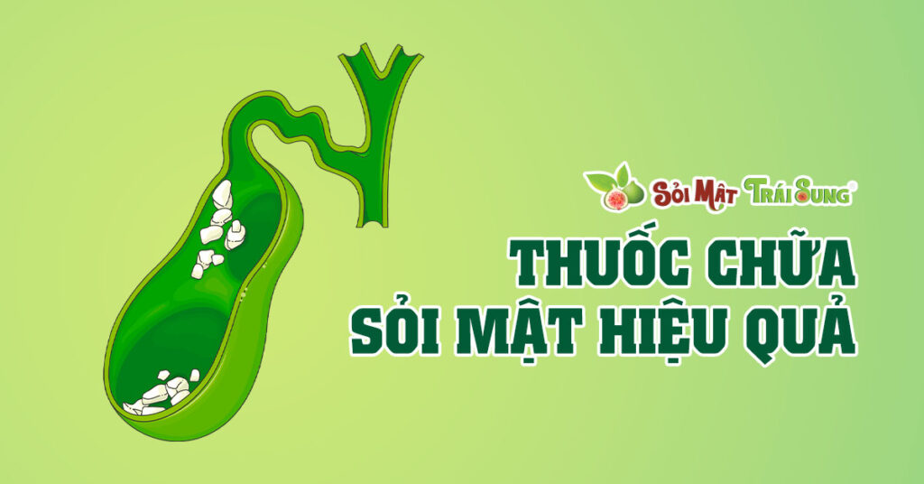 Sỏi Mật Trái Sung