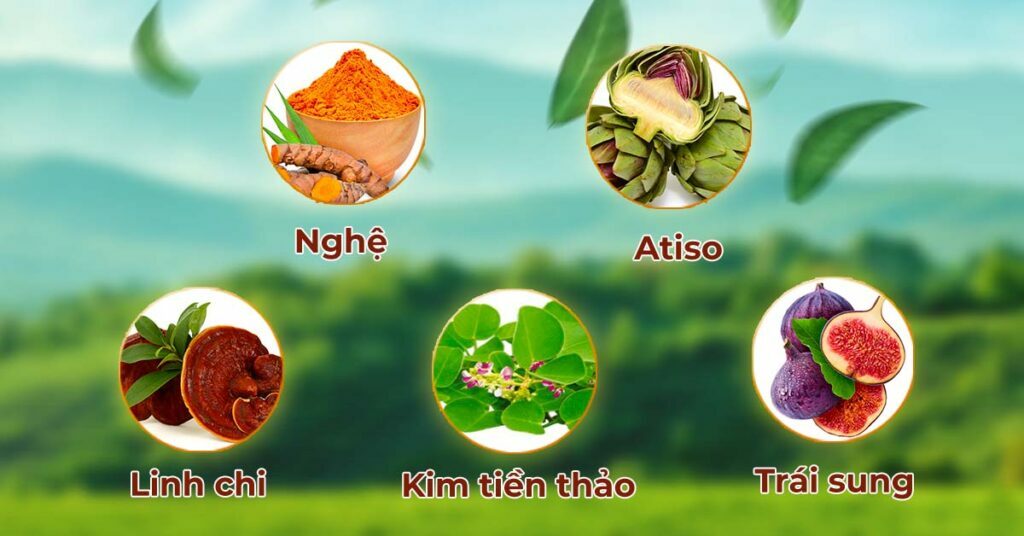 Sỏi Mật Trái Sung
