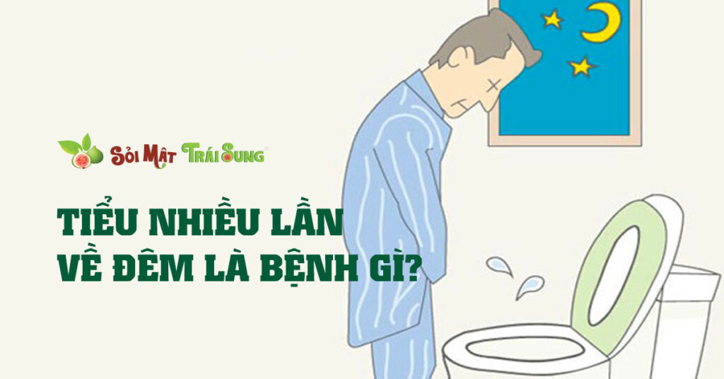 Sỏi Mật Trái Sung