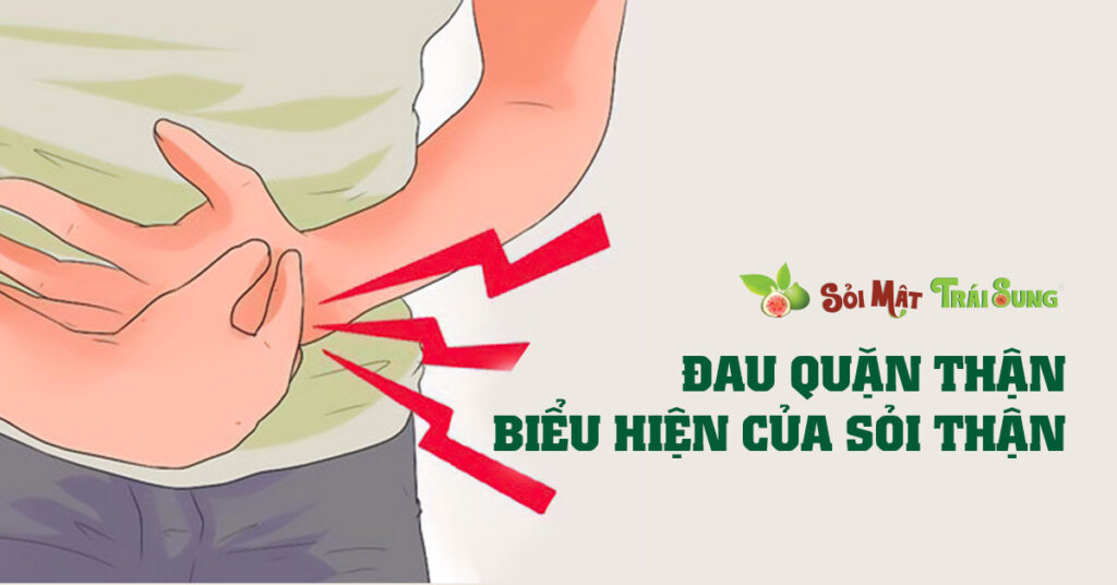 Sỏi Mật Trái Sung