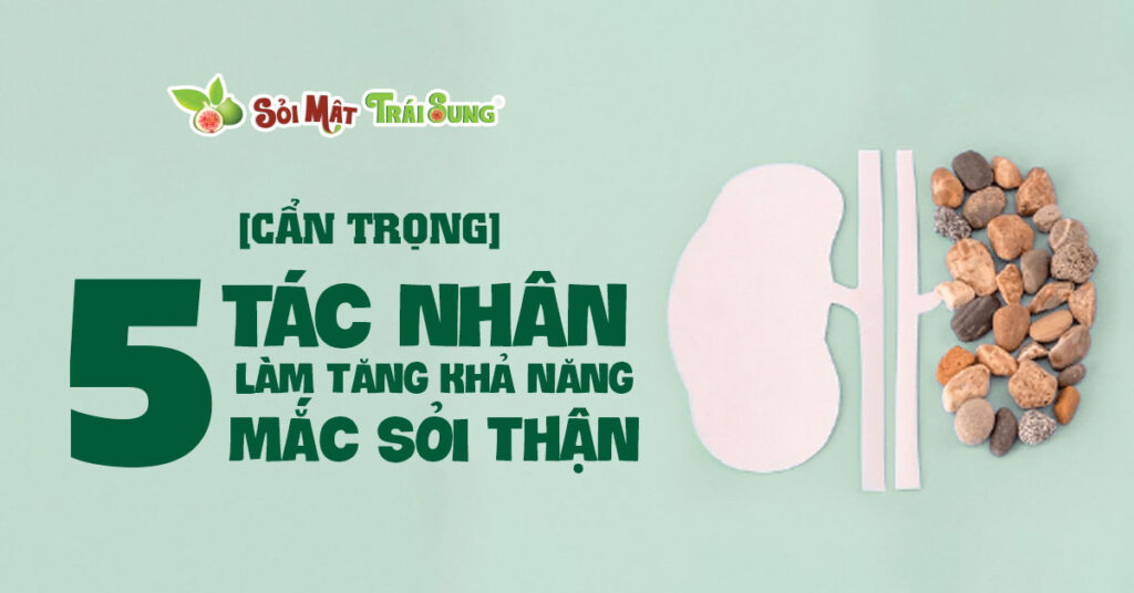 Sỏi Mật Trái Sung