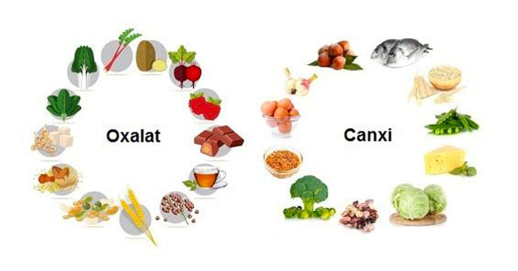 Sỏi Mật Trái Sung