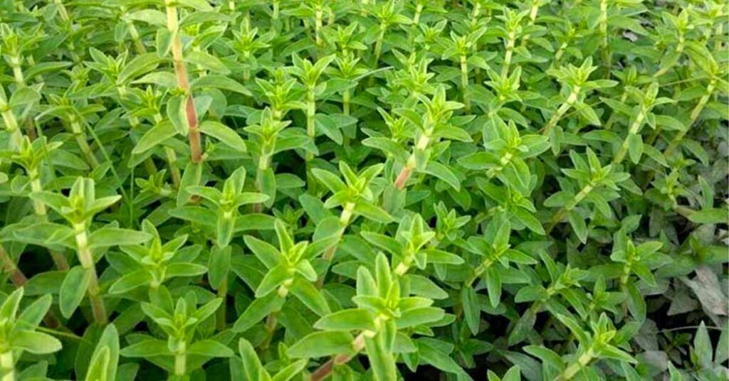 Sỏi Mật Trái Sung