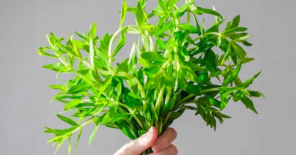 Sỏi Mật Trái Sung