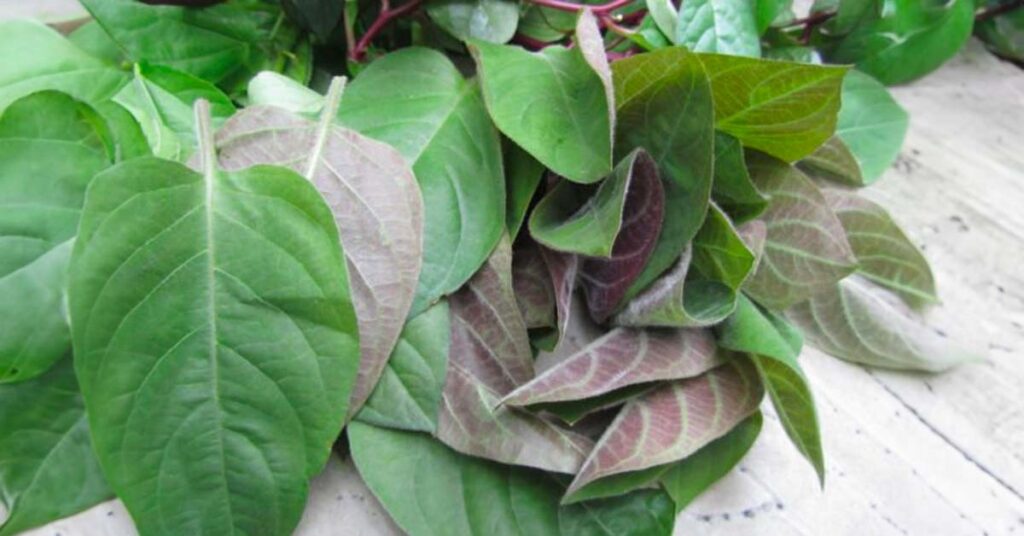 Sỏi Mật Trái Sung