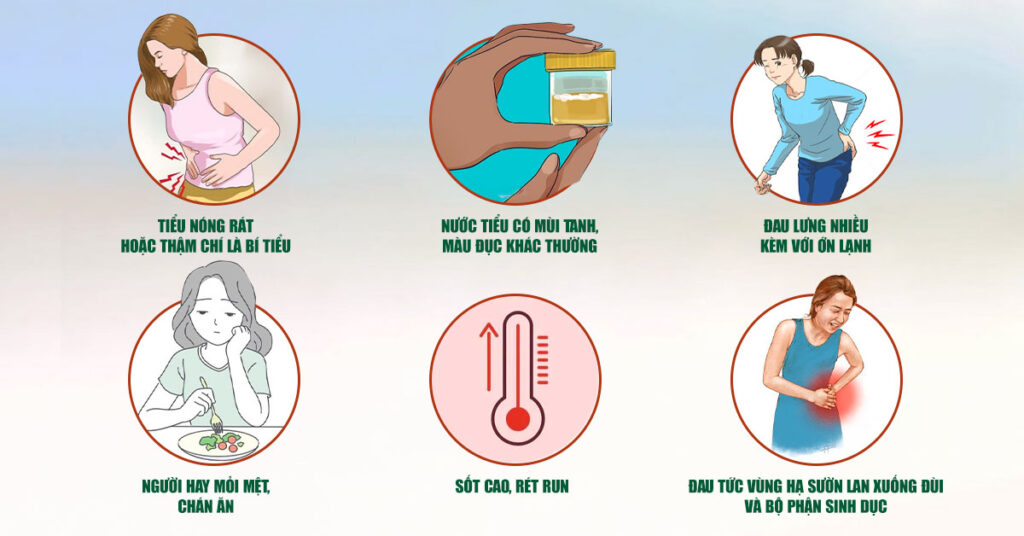 Sỏi Mật Trái Sung