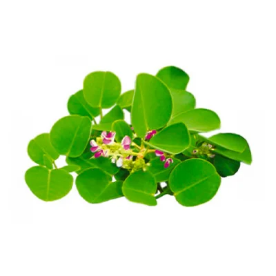 Thành phần kim tiền thảo có trong sỏi mật trái sung