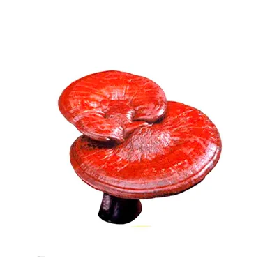 Thành phần nấm linh chi có trong sỏi mật trái sung