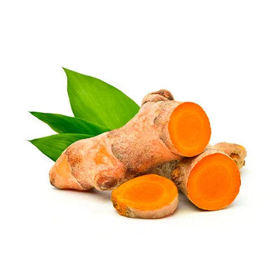 Thành phần uất kim có trong sỏi mật trái sung