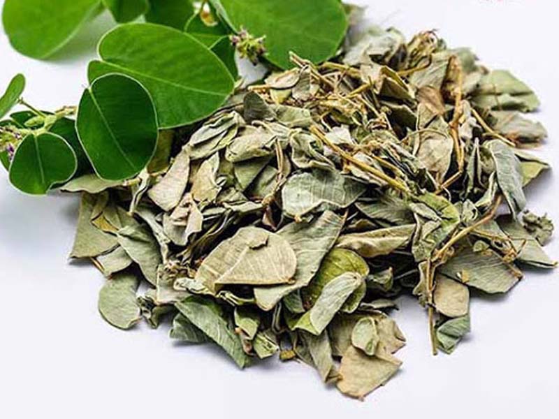 Kim tiền thảo giúp ổn định nồng độ cholesterol và ngăn ngừa sỏi hình thành