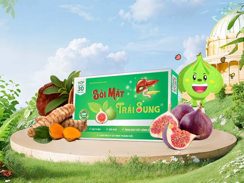 Sỏi mật trái sung trị sỏi gan tránh vàng da